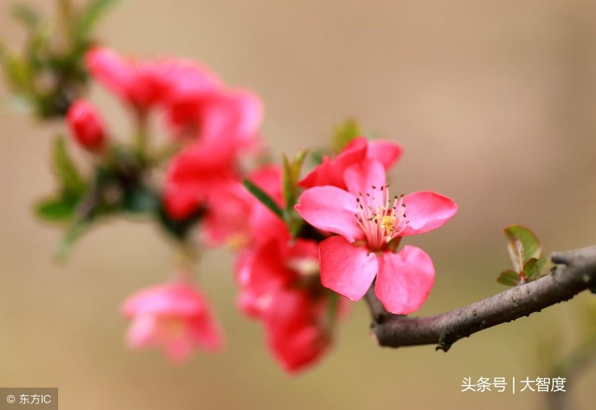 落花網最新網址，探索與體驗之旅