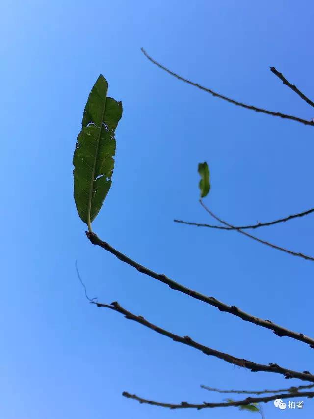 孤獨葉子視頻最新動態探索，本月更新解讀