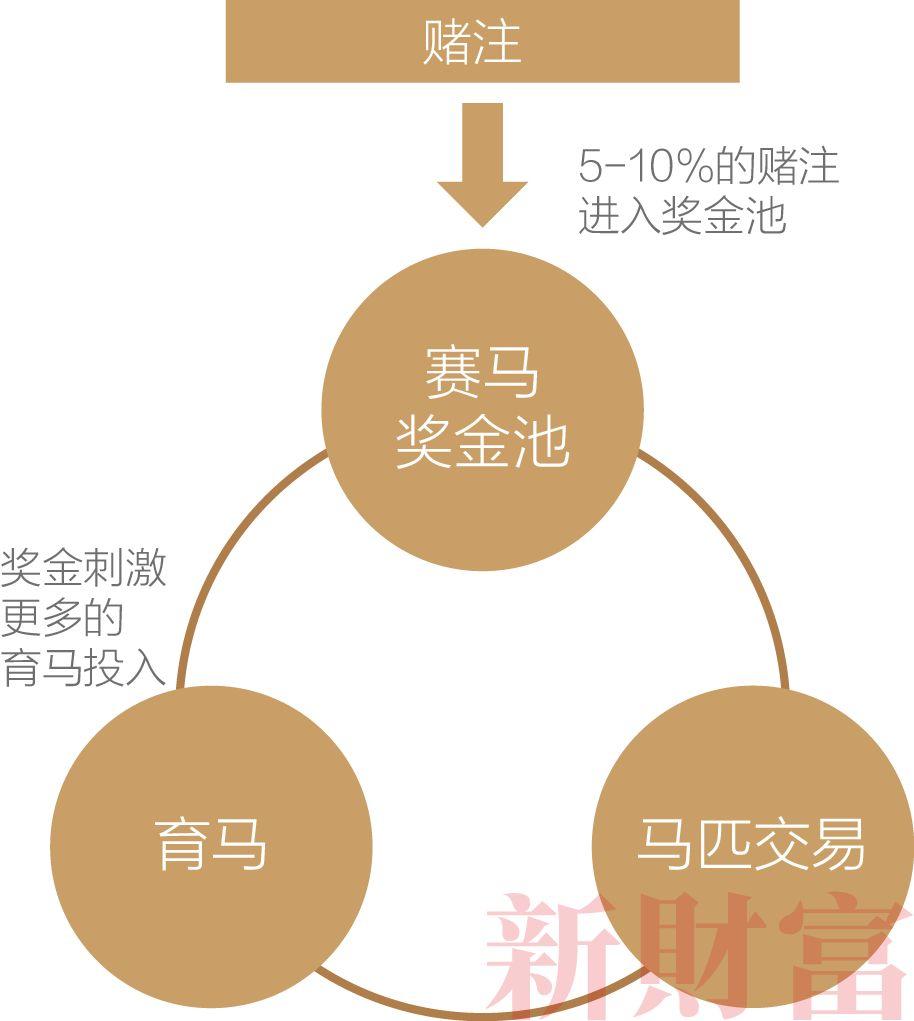 海南賽馬政策最新消息深度解讀與分析