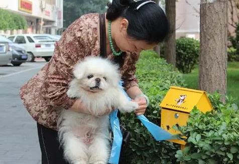 杭州最新養狗規定，打造人犬和諧共融的城市環境